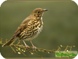 Turdus