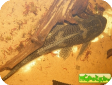 Pterygoplichthys sp.