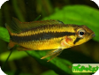 Apistogramma agassizii