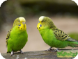 Melopsittacus undulatus
