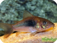 Corydoras aeneus