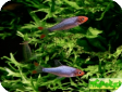Sawbwa resplendens