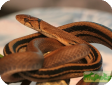 Elaphe radiata