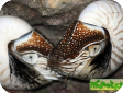 Nautilus pompilius 