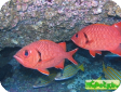 Myripristis berndti 