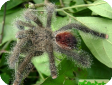 Avicularia huriana
