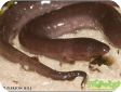 Amphiuma