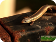 Chalcides ocellatus