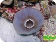 Amplexidiscus fenestrafer 
