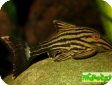 Panaque nigrolineatus