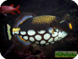 Balistoides conspicillum