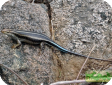 Mabuya margaritifera