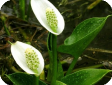 Calla palustris