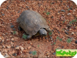Kinixys spekii