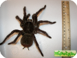 Theraphosa blondi  