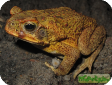 Bufo marinus