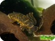 Peckoltia sp.aff.vittata (L002, L074)