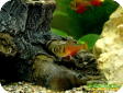 Hyphessobrycon flammeus