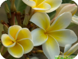 Plumeria