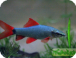 Labeo erythrurus