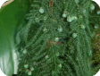 Asparagus