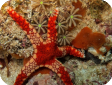 Fromia monilis 
