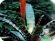 Vriesia splendens
