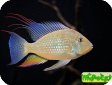 Acarichthys heckelii