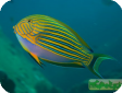 Acanthurus lineatus