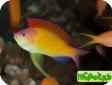 Pseudanthias (Mirolabrychthys) dispar 