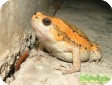 Kaloula pulchra