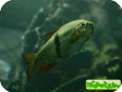 Myleus schomburgkii