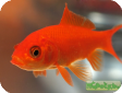 Carassius auratus