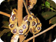 Sanzinia madagascariensis