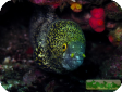 Echidna nebulosa