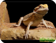 Pogona vitticeps