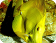 Zebrasoma flavescens