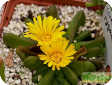 Glottiphyllum