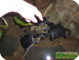 Chelodina longicollis