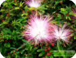 Calliandra