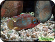 Hemichromis bimaculatus