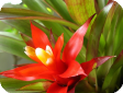 Guzmania