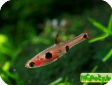 Boraras maculatus