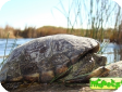 Terrapene coahuila (Мексиканская, Коауильская коробчатая) 