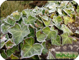 Hedera
