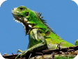 Iguana iguana