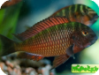 Tropheus moorii
