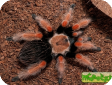 Brachypelma boehmei