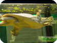 Apalone ferox 