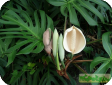 Monstera